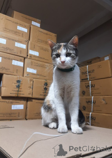 Photo №3. Faites attention à notre douce fille Musya!. Fédération de Russie