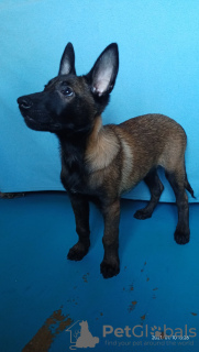 Photo №4. Je vais vendre berger belge en ville de Zaporijia. éleveur - prix - 822€