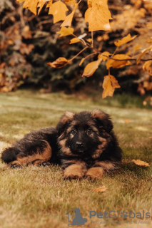 Photo №3. Beaux chiots GSD d'Europe à vendre. Pologne