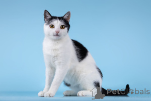 Photo №1.  - à vendre en ville de Khimki | Gratuit | Annonce № 166072