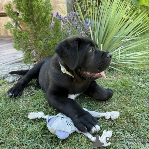 Photo №2 de l'annonce № 171213 de la vente cane corso - acheter à Pologne éleveur