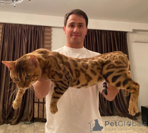 Photo №2 de l'annonce № 140977 de la vente  - acheter à Georgia de la fourrière, éleveur