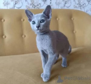 Photo №1. bleu russe - à vendre en ville de Isolé | 350€ | Annonce № 177606