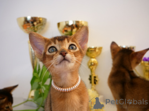 Photo №3. Club chatons abyssins. La Lettonie