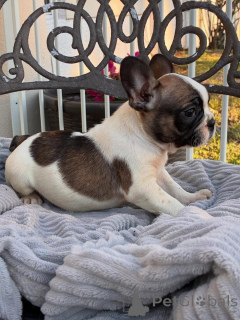Photo №3. Entzückende Französische Bulldoggen-Welpen suchen ein liebevolles Zuhause!. Allemagne