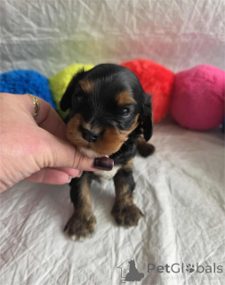 Photo №1. chien bâtard - à vendre en ville de Aizlingen | 350€ | Annonce №153377