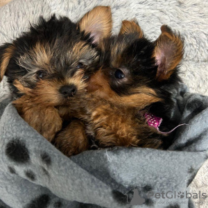 Photo №2 de l'annonce № 116173 de la vente yorkshire terrier - acheter à Lituanie 