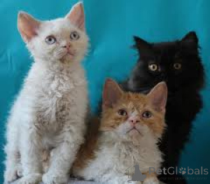 Photo №3. Selkirk Rex -pennut valmiina uusiin koteihin. La finlande