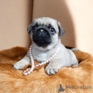 Photo №2 de l'annonce № 164918 de la vente carlin - acheter à Ukraine de la fourrière, éleveur