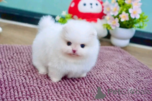 Photo №3. Poméranie-Welpen verfügbar 16063318962. Allemagne