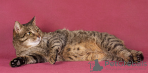 Photos supplémentaires: Cat Loaf est entre de bonnes mains !