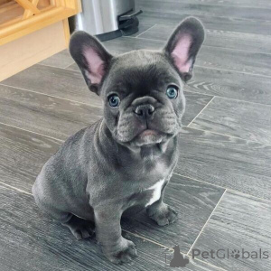 Photo №1. bouledogue - à vendre en ville de Bregenz | négocié | Annonce №169900