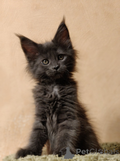 Photo №2 de l'annonce № 163188 de la vente maine coon - acheter à Fédération de Russie de la fourrière