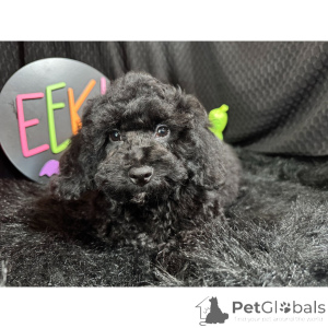 Photo №4. Je vais vendre caniche (jouet) en ville de Berlin. annonce privée - prix - 500€