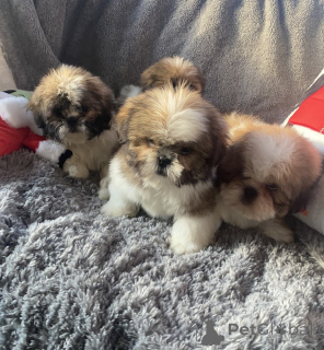 Photo №3. Shihtzu mâle et femelle de 12 semaines.. Georgia