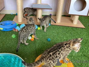 Photo №4. Je vais vendre savannah en ville de Berlin.  - prix - 484€