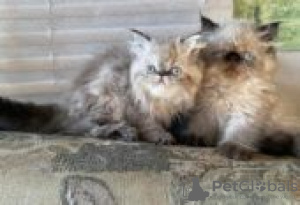 Photo №1. exotic shorthair - à vendre en ville de Туусула | Gratuit | Annonce № 128528