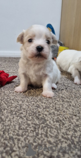 Photo №3. Bichon havanais !. Grèce