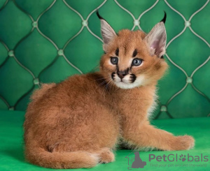 Photo №1. caracal - à vendre en ville de Helsinki | négocié | Annonce № 117921