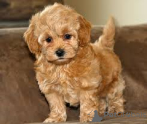 Photo №3. Klaar Voor Verkoop en adoptif de Maltipoo-Puppy. Pays Bas