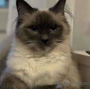 Photo №3. Chaton Ragdoll. Allemagne