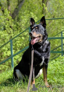 Photo №1. chien bâtard - à vendre en ville de Москва | Gratuit | Annonce №93058