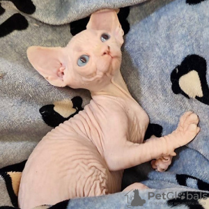 Photo №3. Chatons Sphynx. Allemagne