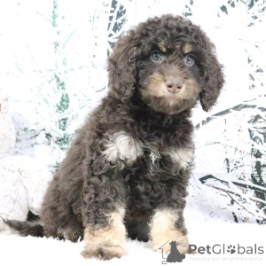 Photo №3. Femelle de 9 semaines Prête à rentrer à la maison. La Grande-Bretagne