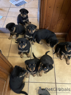 Photo №1. rottweiler - à vendre en ville de Los Angeles | 379€ | Annonce №100351