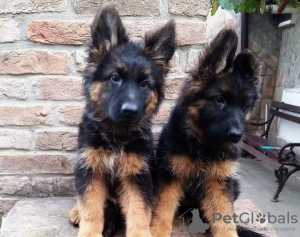 Photos supplémentaires: chien de berger allemand