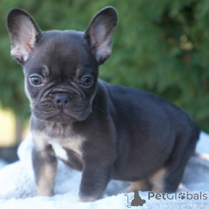 Photo №3. Bouledogue Français Femelle de 9 semaines Prête à rentrer à la maison. Allemagne