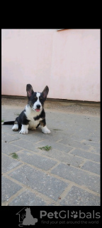 Photo №3. Vente Cardigan Welsh Corgi de Biélorussie, Minsk. Grèce