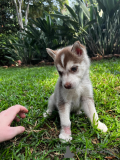 Photo №1. husky de sibérie - à vendre en ville de Mauvais kreuznach | négocié | Annonce №166134