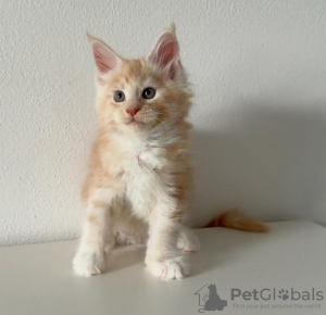 Photo №3. De mignons et adorables chatons Maine coon en bonne santé sont maintenant. Suisse