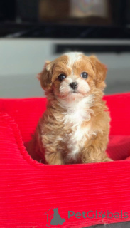 Photo №1. chien bâtard - à vendre en ville de Berlin | négocié | Annonce №166821