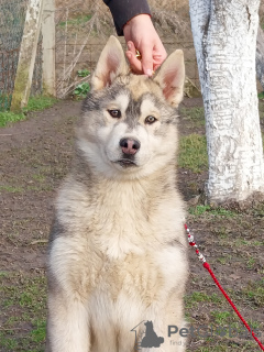 Photo №4. Je vais vendre husky de sibérie en ville de Pećinci. éleveur - prix - 1500€