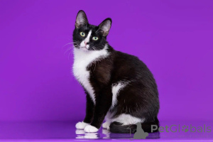 Photo №1.  - à vendre en ville de Москва | Gratuit | Annonce № 140657