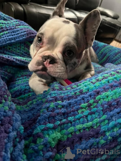 Photo №2 de l'annonce № 132569 de la vente bouledogue - acheter à USA 