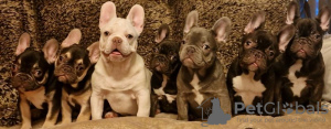 Photo №1. bouledogue - à vendre en ville de Miami | 600€ | Annonce №103385