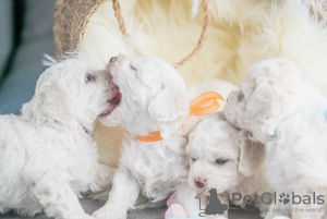 Photos supplémentaires: Chiots Bichon Frison