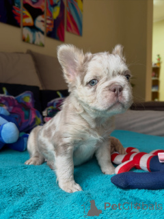 Photo №1. bouledogue - à vendre en ville de Brno | négocié | Annonce №171264