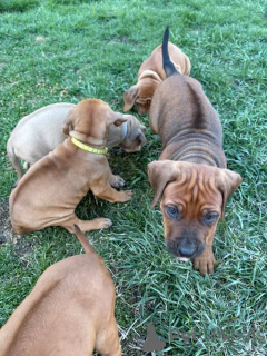 Photo №3. Chiots Rhodesien Ridgeback pour adoption. Allemagne