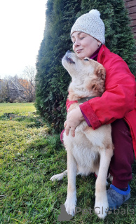 Photo №2 de l'annonce № 59928 de la vente chien bâtard - acheter à Fédération de Russie annonce privée