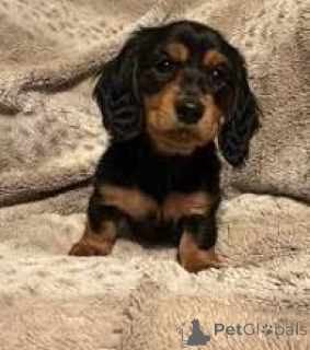 Photo №3. Prachtige teckelpuppy's te koop Nous allons vous parler de nos chattige nestje. Belgique