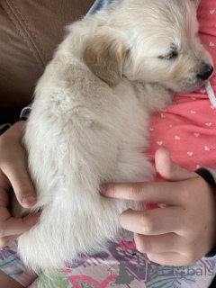 Photo №1. golden retriever - à vendre en ville de Anvers | Gratuit | Annonce №154174