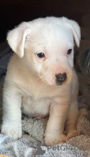 Photo №1. jack russell terrier - à vendre en ville de Saint-Alexandre | 1000€ | Annonce №128106