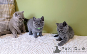 Photo №2 de l'annonce № 119433 de la vente british shorthair - acheter à Allemagne de la fourrière, de l'abri, éleveur