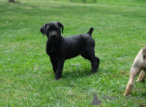 Photos supplémentaires: Chiots Boerboel (Mâtin sud-africain)