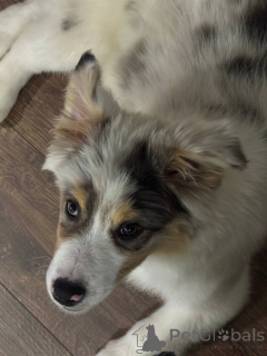 Photo №3. Chiots de berger australien (Aussi). Biélorussie