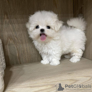 Photo №4. Je vais vendre bichon maltais en ville de Wyoming. annonce privée, éleveur - prix - 284€